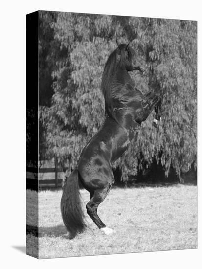 Bay Azteca (Half Andalusian Half Quarter Horse) Stallion Rearing on Hind Legs, Ojai, California-Carol Walker-Premier Image Canvas