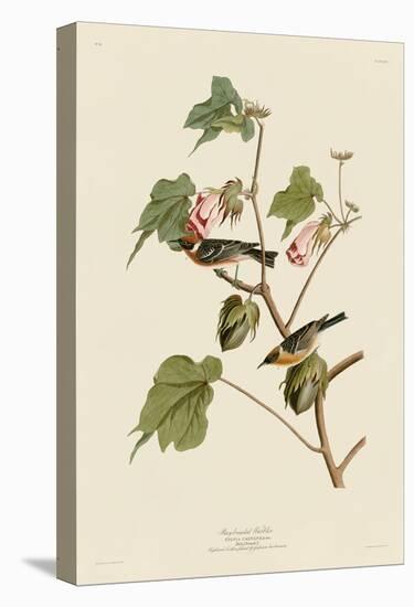 Bay-Breasted Warbler-John James Audubon-Stretched Canvas