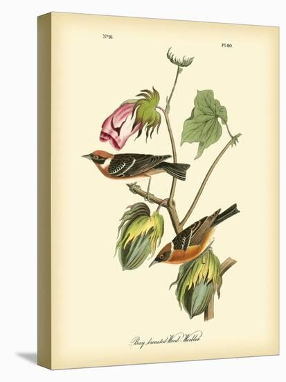 Bay Breasted Wood-Warbler-John James Audubon-Stretched Canvas