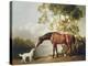 Bay Horse and White Dog-George Stubbs-Stretched Canvas