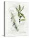 Bay Leaf and Juniper-Elissa Della-piana-Stretched Canvas