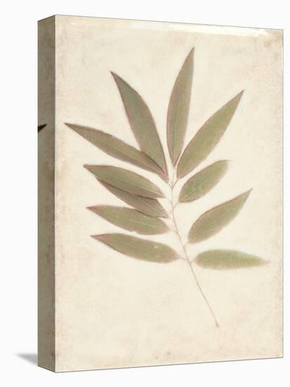 Bay Leaves-Amy Melious-Stretched Canvas