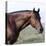 Bay Quarter Horse Stallion, Longmont, Colorado, USA-Carol Walker-Premier Image Canvas