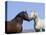 Bay Stallion and Palomino Stallion Touching Noses, Pryor Mountains, Montana, USA-Carol Walker-Premier Image Canvas