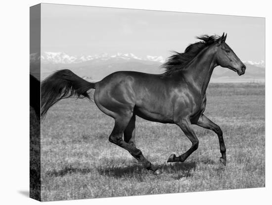 Bay Thoroughbred, Gelding, Cantering Profile, Longmont, Colorado, USA-Carol Walker-Premier Image Canvas