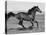 Bay Thoroughbred, Gelding, Cantering Profile, Longmont, Colorado, USA-Carol Walker-Premier Image Canvas