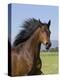 Bay Thoroughbred, Gelding, Longmont, Colorado, USA-Carol Walker-Premier Image Canvas