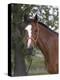 Bay Thoroughbred Gelding with Headcollar and Lead Rope, Fort Collins, Colorado, USA-Carol Walker-Premier Image Canvas