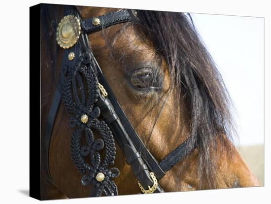 Bay Welsh Cobb Stallion, Close Up of Eye, Ojai, California, USA-Carol Walker-Premier Image Canvas