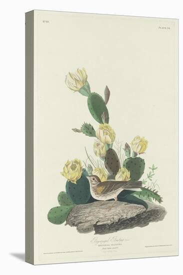 Bay-winged Bunting, 1830-John James Audubon-Premier Image Canvas