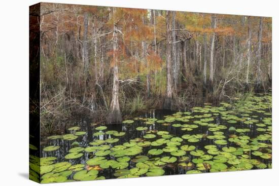 Bayou Autumn-Danny Head-Premier Image Canvas