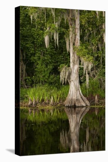 Bayou, New Orleans, Louisiana-Paul Souders-Premier Image Canvas