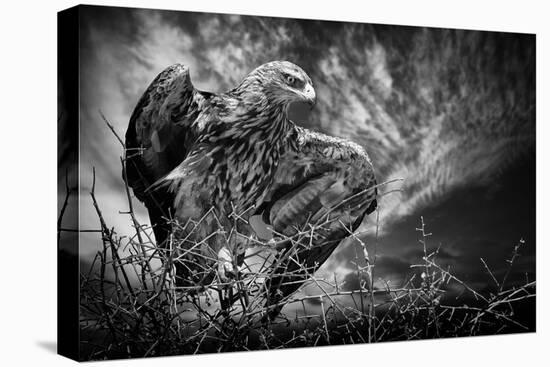 Be Alert-Mathilde Guillemot-Premier Image Canvas