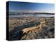 Beach and Sea at Dusk, Alnmouth, Northumberland, England, United Kingdom-Lee Frost-Premier Image Canvas