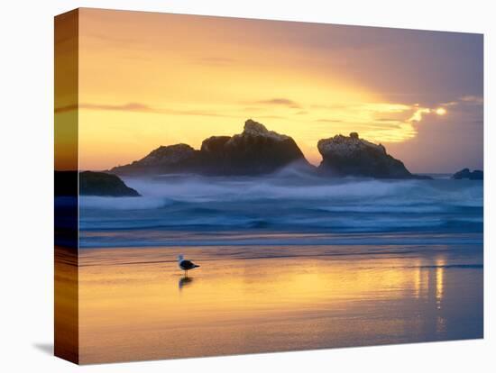 Beach at Sunset with Sea Stacks and Gull, Bandon, Oregon, USA-Nancy Rotenberg-Premier Image Canvas