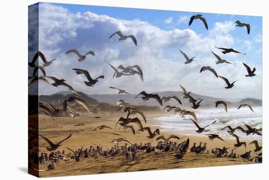 Beach Birds, Half Moon Bay, California Coast-Vincent James-Premier Image Canvas