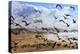 Beach Birds, Half Moon Bay, California Coast-Vincent James-Premier Image Canvas