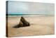 Beach Boulder-Brooke T. Ryan-Premier Image Canvas