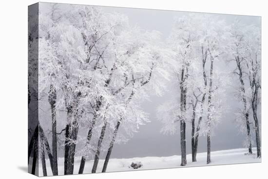 Beach, Hoar Frost on Cottonwoods During Winter, Bear Lake, Rendezvous, Utah, USA-Scott T^ Smith-Premier Image Canvas