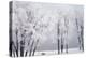 Beach, Hoar Frost on Cottonwoods During Winter, Bear Lake, Rendezvous, Utah, USA-Scott T^ Smith-Premier Image Canvas