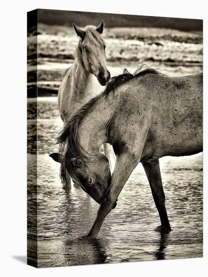 Beach Horses I-David Drost-Premier Image Canvas