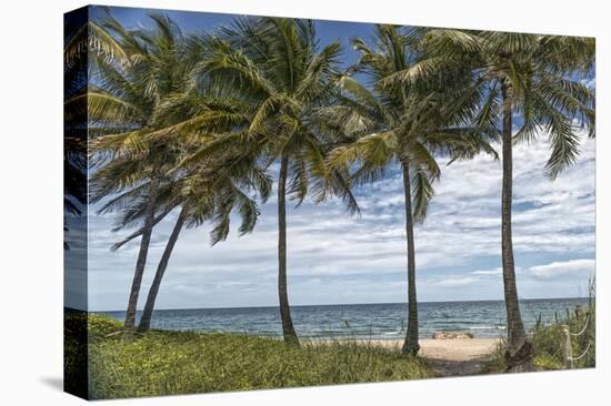 Beach Palms-Mary Lou Johnson-Stretched Canvas