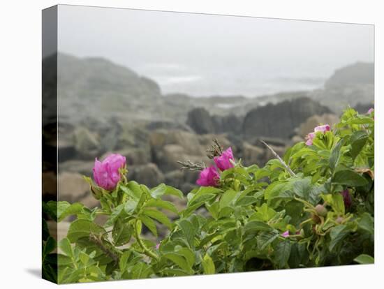 Beach Roses Along Marginal Way, Ogunquit, Maine, USA-Lisa S^ Engelbrecht-Premier Image Canvas