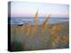 Beach Scene with Sea Oats-Steve Winter-Stretched Canvas