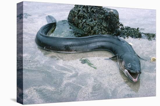 Beach, Sea-Eel, Conger Conger, Fish, Eel-Carl-Werner Schmidt-Luchs-Premier Image Canvas