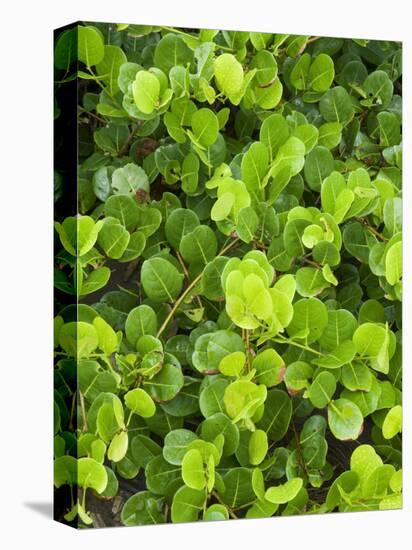 Beach Vegetation on the Edge of the Rain Forest, Tortuguero National Park, Costa Rica-R H Productions-Premier Image Canvas