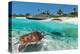 Beach With Green Turtle Mexico-null-Stretched Canvas