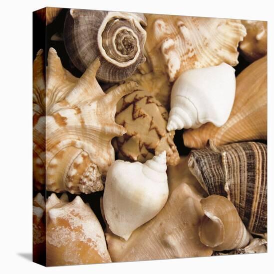 Beachside Shells-Boyce Watt-Stretched Canvas