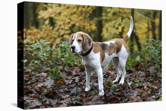 Beagle 05-Bob Langrish-Premier Image Canvas