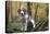 Beagle 09-Bob Langrish-Premier Image Canvas