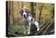 Beagle 09-Bob Langrish-Premier Image Canvas