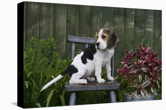 Beagle 49-Bob Langrish-Premier Image Canvas