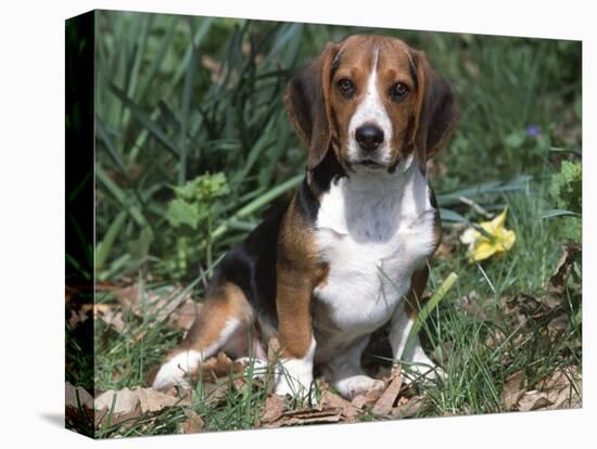 Beagle Dog Portrait-Lynn M. Stone-Premier Image Canvas