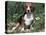 Beagle Dog Portrait-Lynn M. Stone-Premier Image Canvas