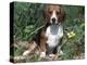 Beagle Dog Portrait-Lynn M. Stone-Premier Image Canvas