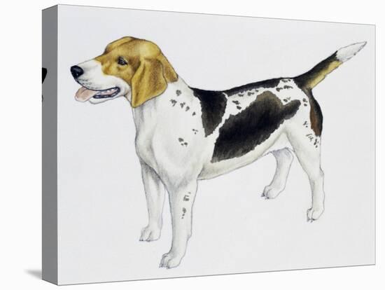 Beagle Harrier (Canis Lupus), Canidae, Drawing-null-Premier Image Canvas