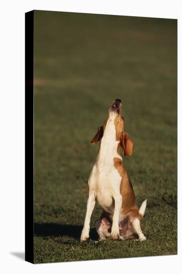 Beagle Howling in Grass-DLILLC-Premier Image Canvas