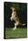 Beagle Jumping in Park-DLILLC-Premier Image Canvas