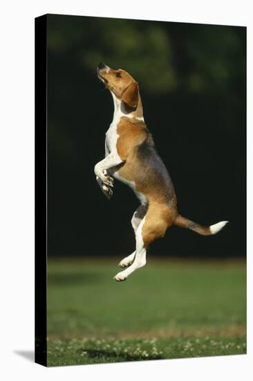 Beagle Jumping in Park-DLILLC-Premier Image Canvas