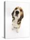 Beagle Puppy Sitting and Looking Up-Mark Taylor-Premier Image Canvas