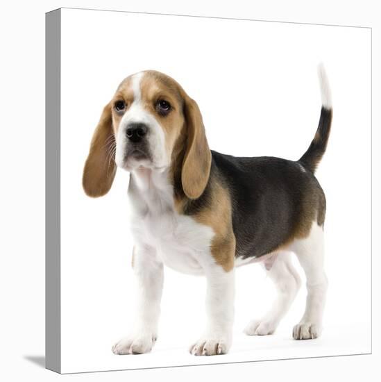Beagle Puppy-null-Premier Image Canvas