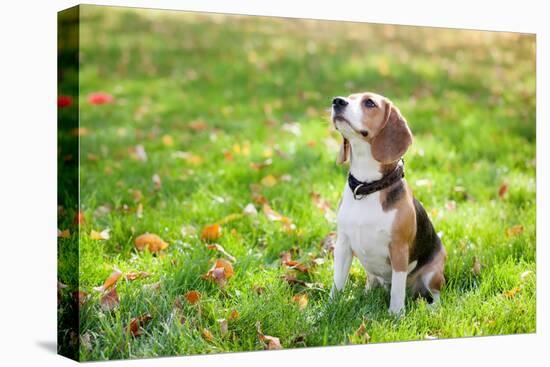 Beagle Sitting In Green Grass-Elena Efimova-Premier Image Canvas