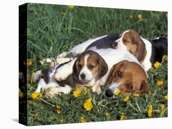 Beagle with Puppies in Grass-Lynn M. Stone-Premier Image Canvas