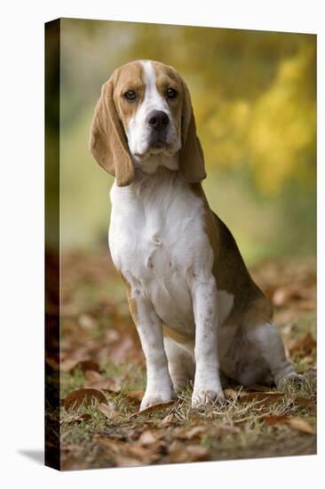 Beagle-null-Premier Image Canvas