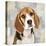 Beagle-Keri Rodgers-Stretched Canvas