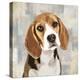 Beagle-Keri Rodgers-Stretched Canvas